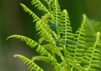 Blauen Libellen beim der Paarung auf Farn