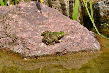 Grüner Teichfrosch sitzt auf einem Stein