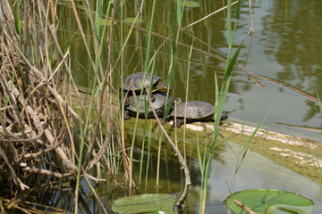Europäische Sumpfschildkröten sitzen auf einem Ast
