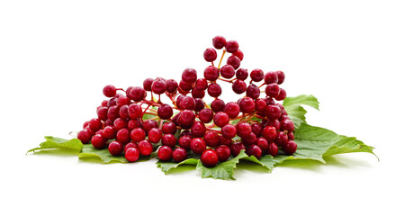 Bunch of red viburnum berries.