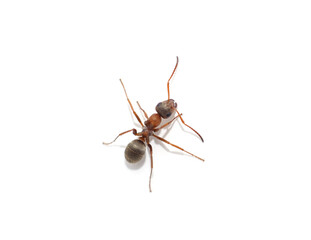 One little ant.