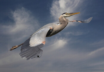 great blue heron