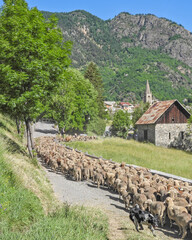 troupeau de chèvres et de moutons partant en transhumance dans les Alpes du Sud  pour passer l'été dans les alpages