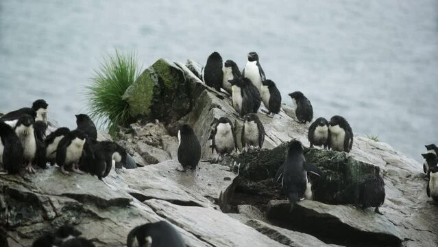 Lockdown Shot Of Babies Of Rockhopper Penguins By Sea - Patagonia, Argentina