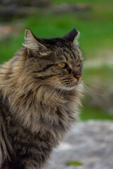 Beautiful wild cat close up in Athens Greece