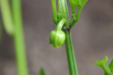 A small bud of pepper on a stem.