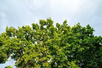 Fototapeta na wymiar green tree top on a sunny day