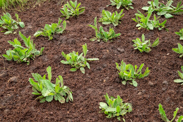 metal sheet statue in the park
