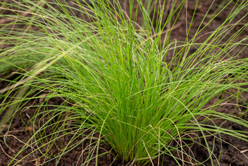 Fototapeta premium bright green plants in a brown bed