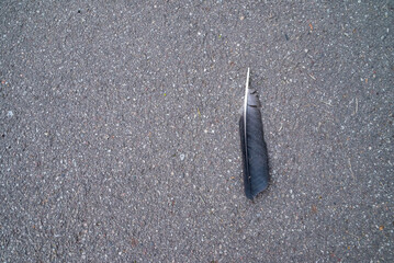 car on an asphalt road next to a green tree