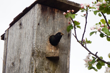 Starling on the crossbar of a birdhouse.