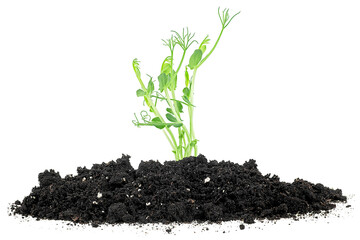 Young plants of green peas growing out from black soil, white background.