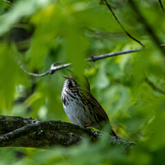 Sparrow in song slightly obscurred.