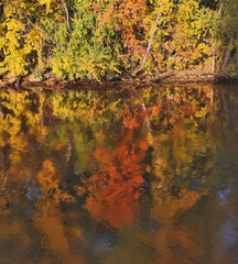 Obraz na płótnie Canvas autumn trees with reflection in river