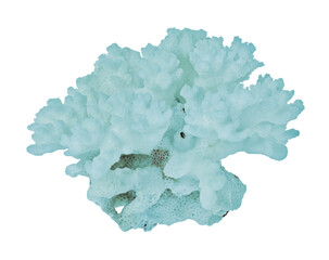isolated cyan small hard coral