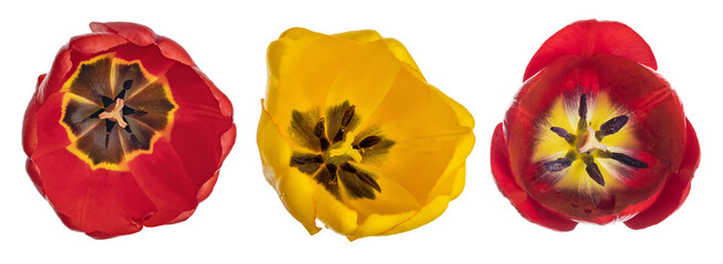 three tulip bright blooms isolated on white