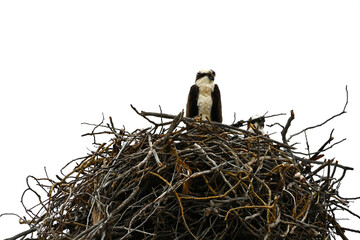 Osprey nest Montana Yellowstone West Gate