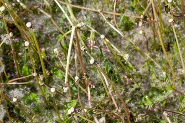 mown dandelions while mowing grass in the park