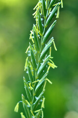 In the meadow growing cereal plant grass Elymus repens
