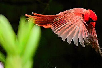 Red cardinal in fligkht wings and feathers