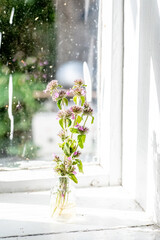 Clinopodium vulgare, wild basil on windowsill near old window. Collection of medicinal herbs by herbalist for preparation of elexirs and tinctures. Wild plant
