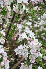 tree blossom