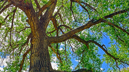 Cottonwood trees are huge with sprawling branches - obrazy, fototapety, plakaty