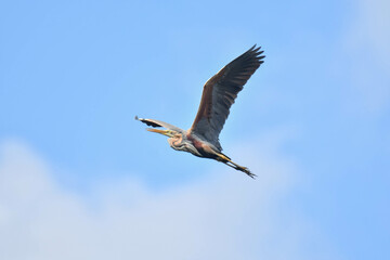 Purpurreiher im Flug