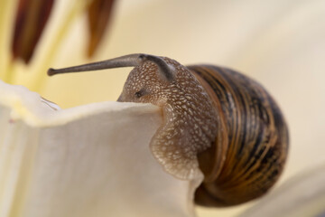 Macro detail of a snail devouring a flower in the garden