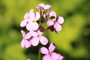 Fototapeta na wymiar Blooming Dames Rocket flowers close up, purple flowers