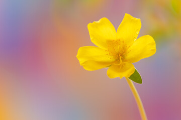 Yellow flower with colorful bokeh background