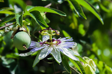 Passion flower close-up, blooming Passiflora, selective focus
