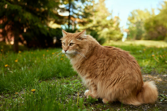 Lovely thoroughbred redhead kitten. Breed Kurilian Bobtail. Hypoallergenic breed of cats.