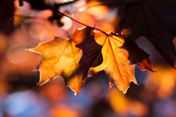 Fototapeta na wymiar Autumn maple leaves, beautiful autumn background, selective focus