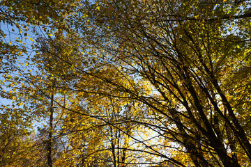 yellowed maple foliage on trees in the autumn season