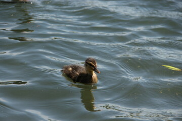 Patito