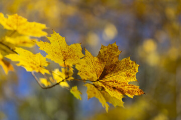 Naklejka na ściany i meble A yellow maple leaf in autumn on a tree branch against a blue sky background. Close-up, blurred background, selective focus