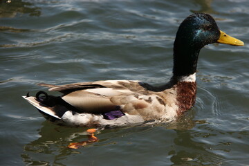 Pato