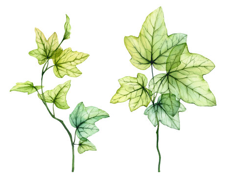 Watercolor English ivy branches. Fresh grape leaves. Transparent tree foliage isolated on white. Realistic detailed botanical illustration.