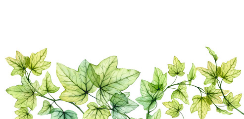 Watercolor border with transparent leaves. Banner with fresh English ivy plant and place for text. Grape tree foliage isolated on white