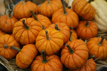 Orange Kürbis im Verkauf