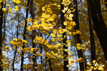 Maple tree with yellow leaves in autumn in the forest. Bright sunlight illuminates the leaves on a fine autumn day