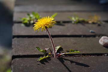 L&ouml;wenzahn w&auml;chst durch Holzweg