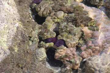 Etang Salé les Bains
Ile de la Réunion