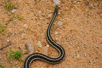 Garter Snake roaming around on the ground.