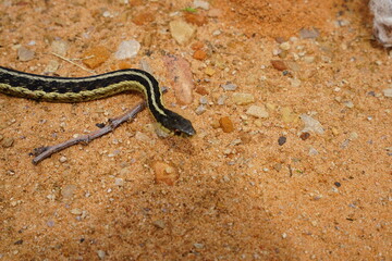 Garter Snake roaming around on the ground.