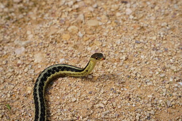 Fototapeta premium Garter Snake roaming around on the ground.
