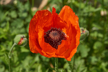Poppy blooms in the garden. Poppy (lat. Papaver) is a genus of herbaceous plants of the Poppy family (Papaveraceae).
