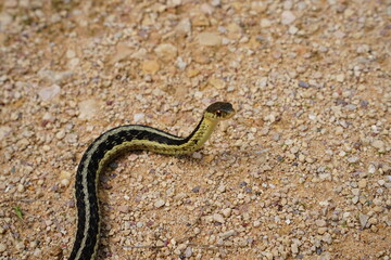 Obraz na płótnie Canvas Garter Snake roaming around on the ground.