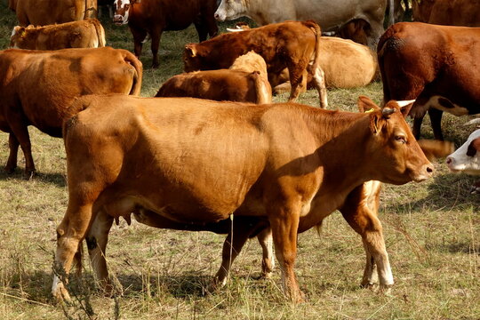 Kuhherde mit Bullen und K&auml;lbern